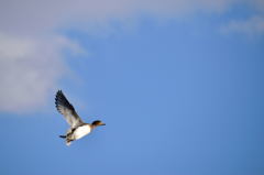 I can fly !