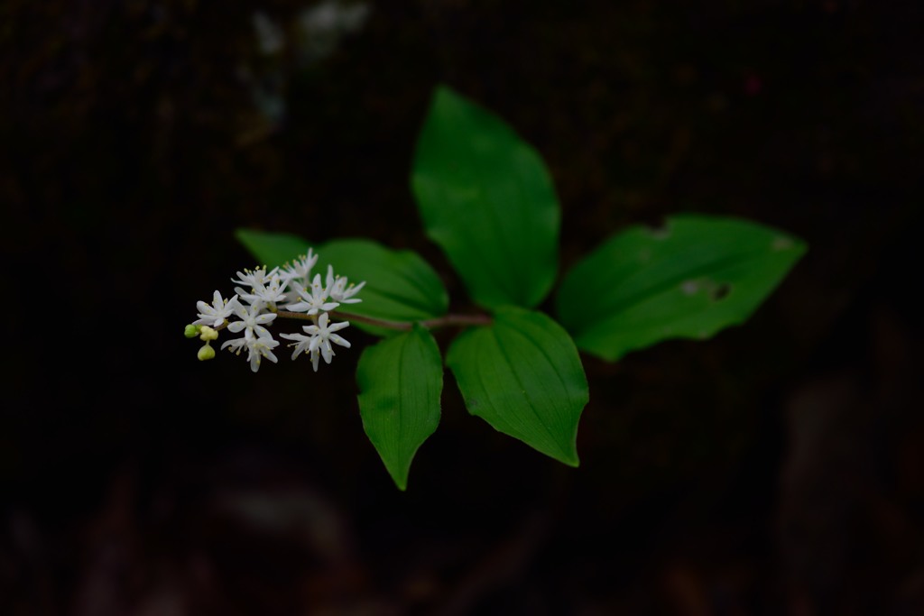 線香花火