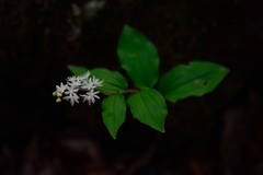 線香花火