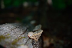腰掛け