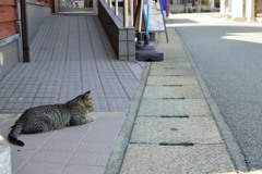 ネコ