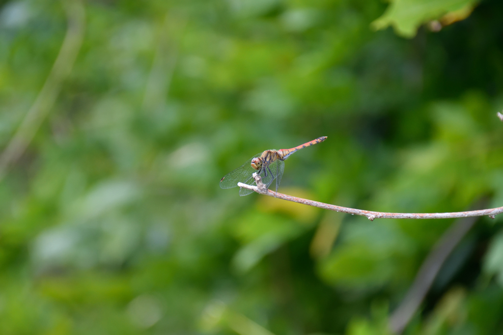 ナツアカネ♀