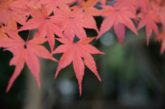 紅葉