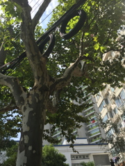 上海の電線