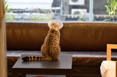 レコ屋さんの猫。