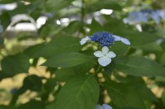 なんて花？