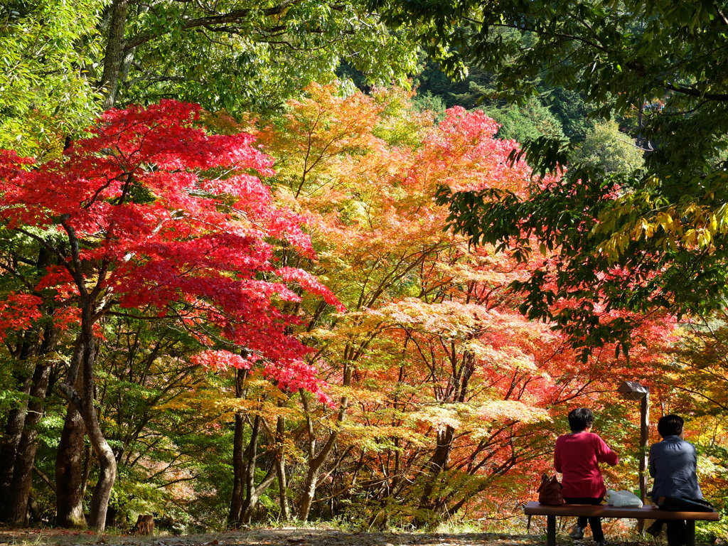 2014紅葉　山崎最上山