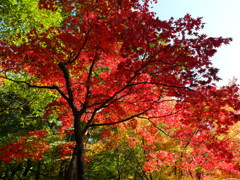 2014山崎最上山