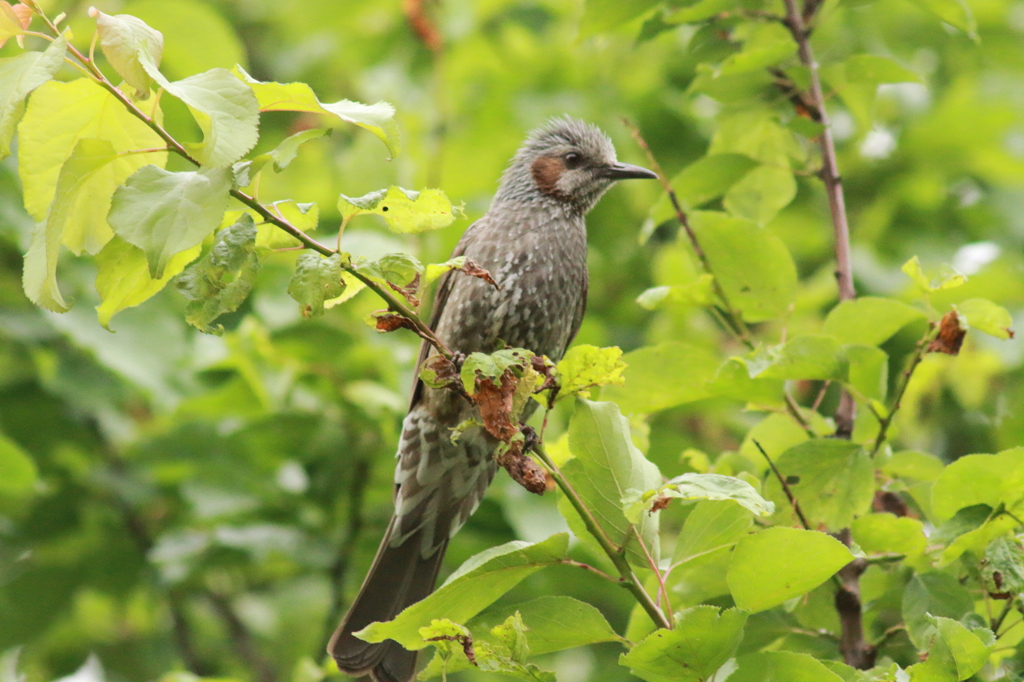 朝一にお会いした鳥さん