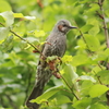 朝一にお会いした鳥さん