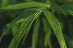 朝露に濡れた草