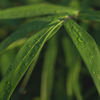 朝露に濡れた草