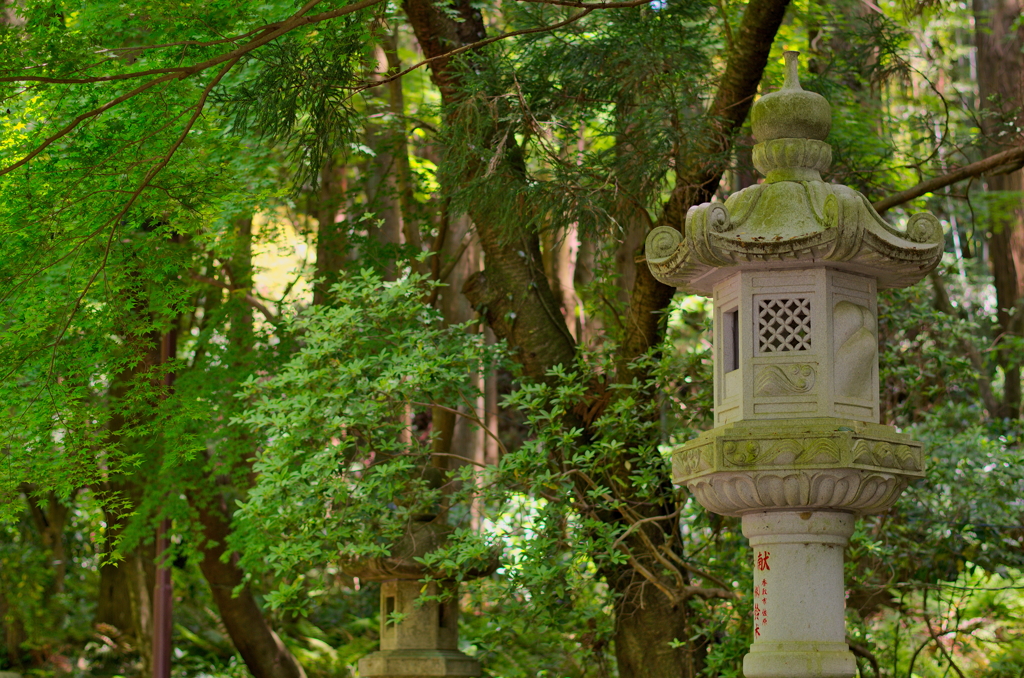 参道の灯籠