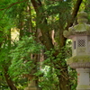 参道の灯籠