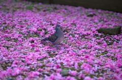 散りし八重桜に佇む鳩