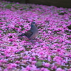 散りし八重桜に佇む鳩
