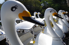 井の頭公園にて2