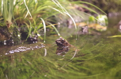 井の頭公園にて５