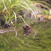 井の頭公園にて５