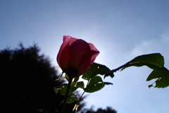 秋薔薇