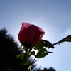 秋薔薇