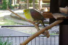 井の頭公園にて７