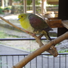 井の頭公園にて７