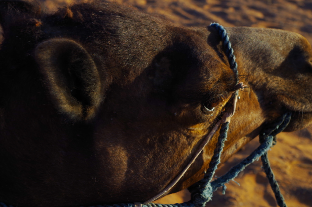 Erg Chebbi 9