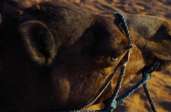 Erg Chebbi 9