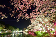 茂原夜桜 １