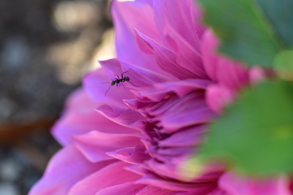 アリとお花