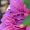 アリとお花