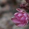 サボテンの花～羅星丸～