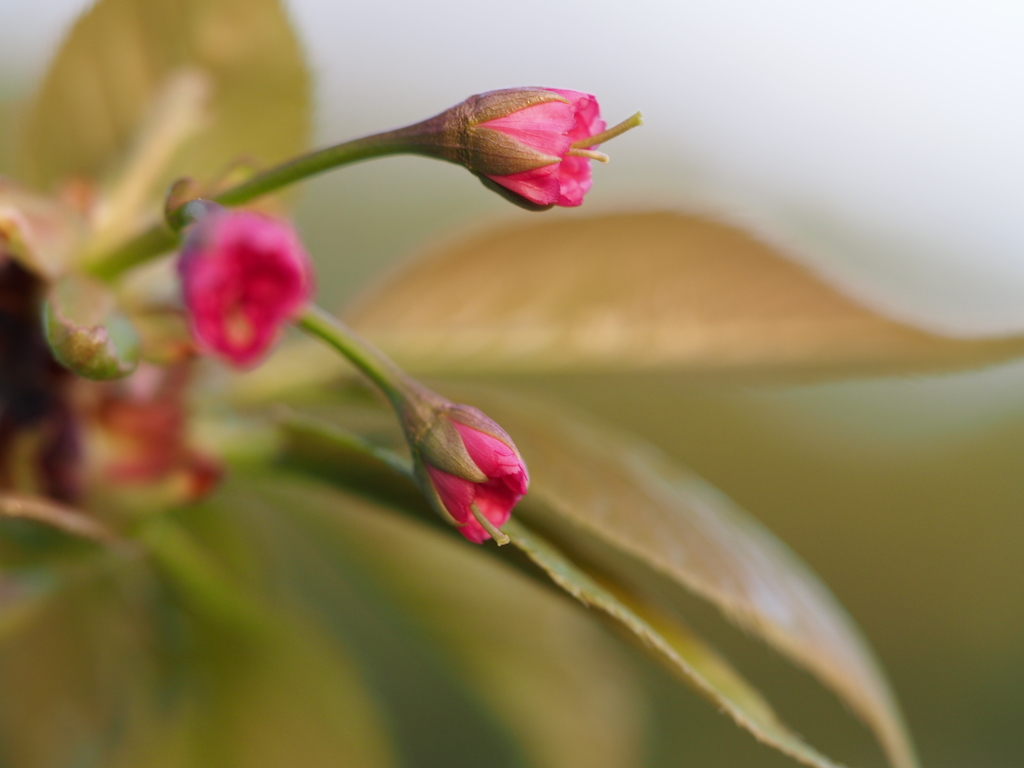 野の木花