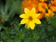 つぼみと黄色い花