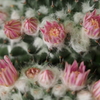 サボテンの花