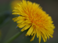 野の花