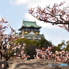 大阪城と梅の花