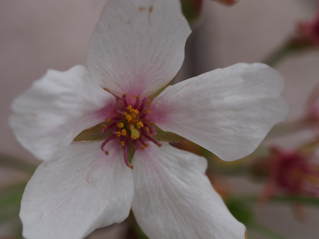 どアップ～桜～