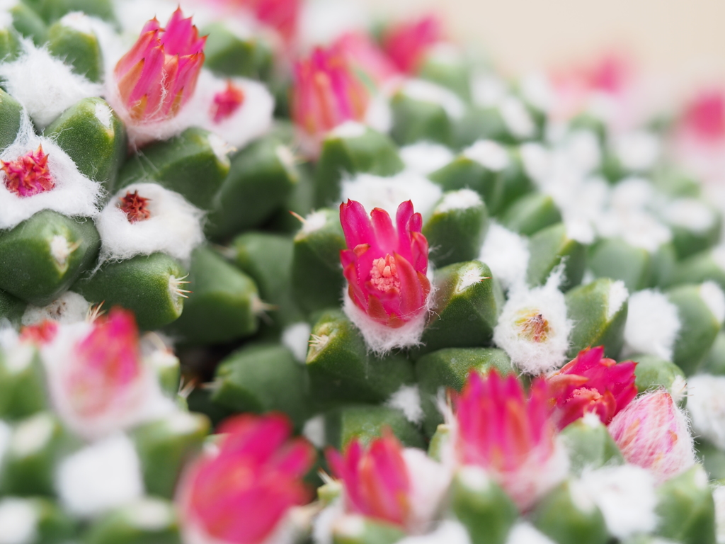 さぼてんの花畑 名残雪風～ブカレンシス～