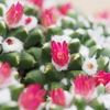 さぼてんの花畑 名残雪風～ブカレンシス～