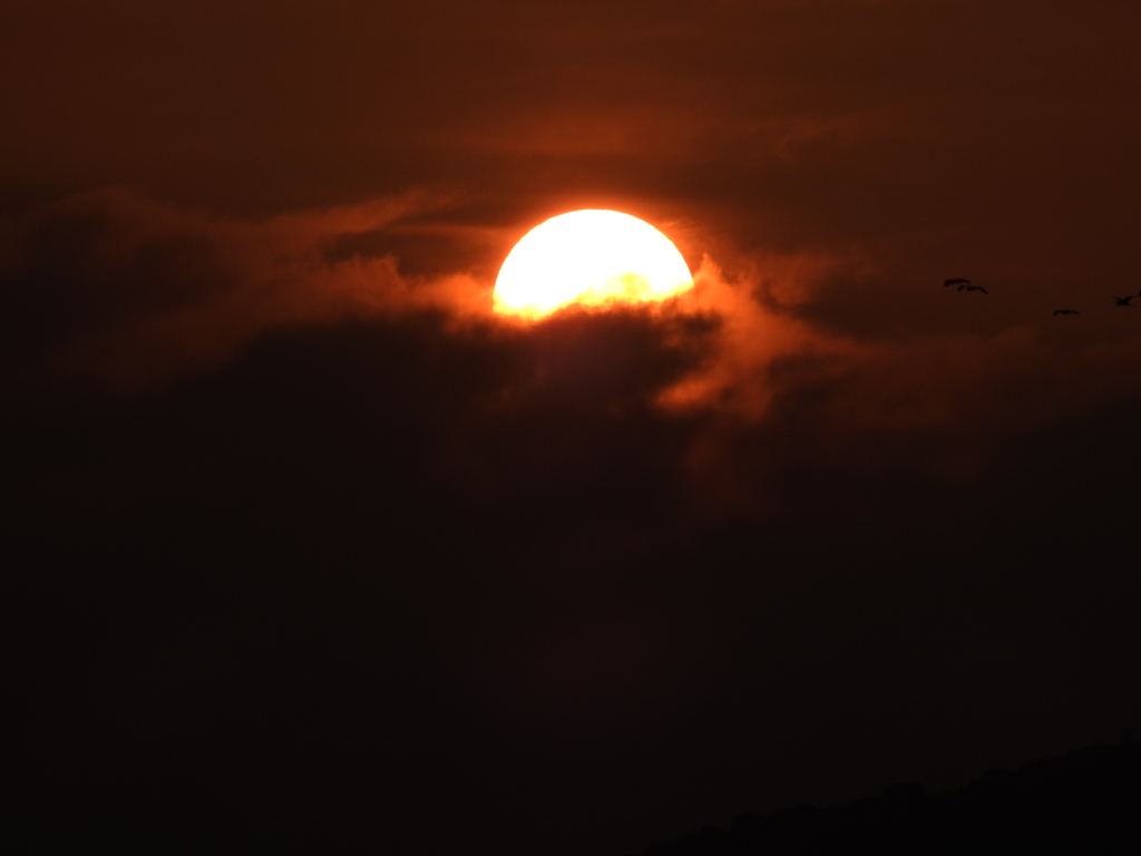 夕陽と野鳥