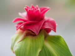 薔薇みたい～トーチジンジャー～