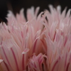 サボテンの花2