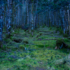 苔の森