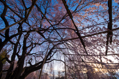 しだれ桜