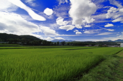 初夏の頃