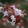 川辺に咲く花