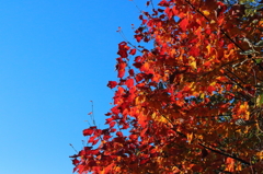 蔵王の紅葉