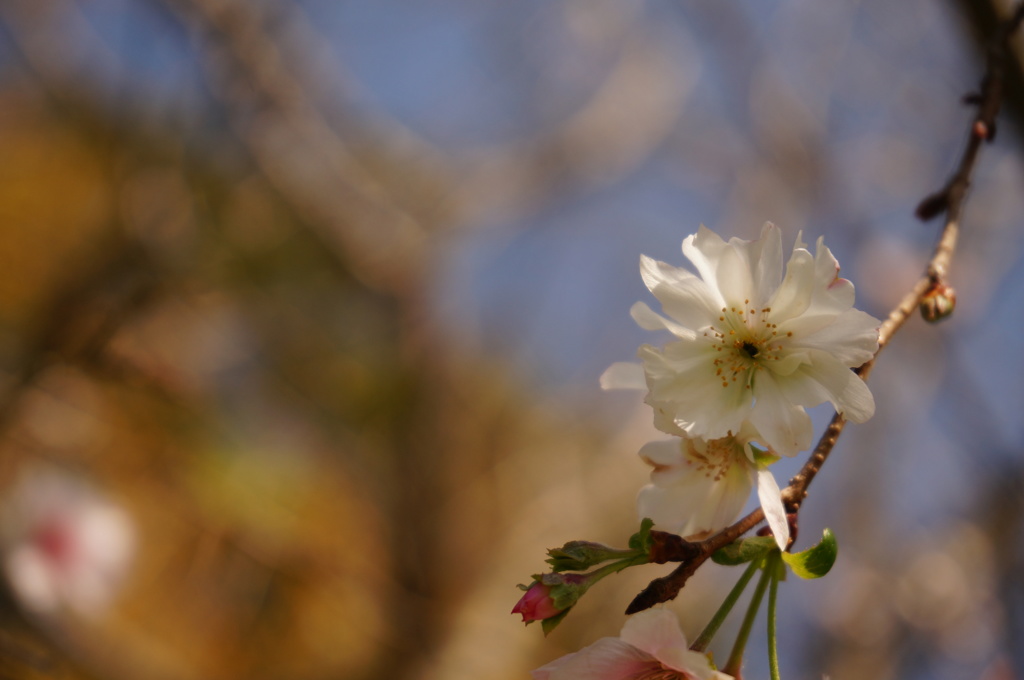 十月桜